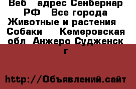 Веб – адрес Сенбернар.РФ - Все города Животные и растения » Собаки   . Кемеровская обл.,Анжеро-Судженск г.